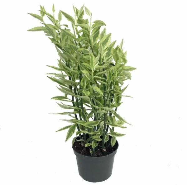 Devil's Backbone Plant – Pedilanthus Euphorbia, 6" Pot, Indoor/Outdoor Succulent