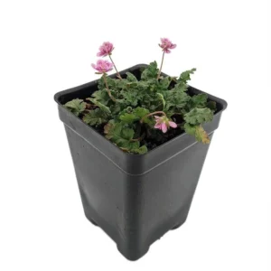 Double Pink Fairy Erodium Cranesbill Geranium – 2.5” Pot Alpine Garden