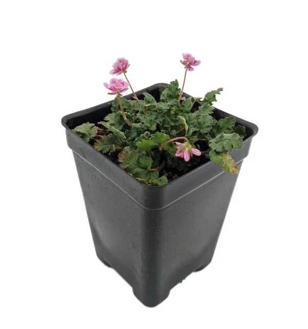 Double Pink Fairy Erodium Cranesbill Geranium – 2.5” Pot Alpine Garden