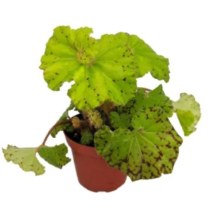 Dr. Block Begonia - Rare Houseplant for Terrarium or Fairy Garden - 3.75" Pot