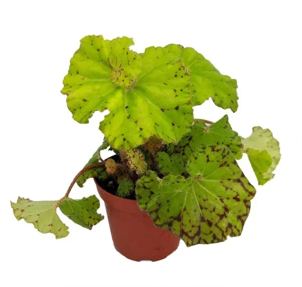 Dr. Block Begonia - Rare Houseplant for Terrarium or Fairy Garden - 3.75" Pot