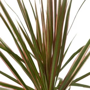 Dracaena marginata Bicolor Dragon Tree 4