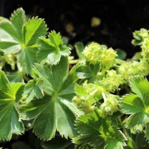 Dwarf Lady’s Mantle Perennial - Alchemilla Plant 2.5