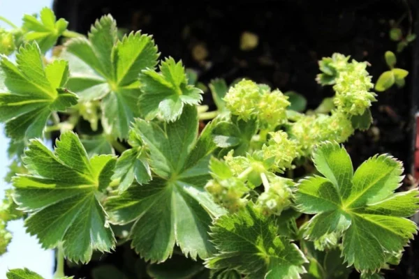 Dwarf Lady’s Mantle Perennial - Alchemilla Plant 2.5" Pot for Fairy Gardens