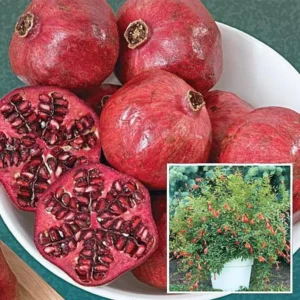 Dwarf Pomegranate Plant - Punica Shrub for Bonsai or Indoor/Outdoor, 2.5