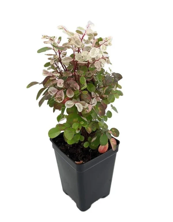 Dwarf Snowbush Breynia nivosa - 2.5" Pot Tropical Indoor House Plant