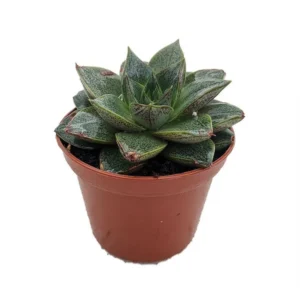 Echeveria Purpureum Succulent - Purple Desert Rose - 2.5 Inch Pot