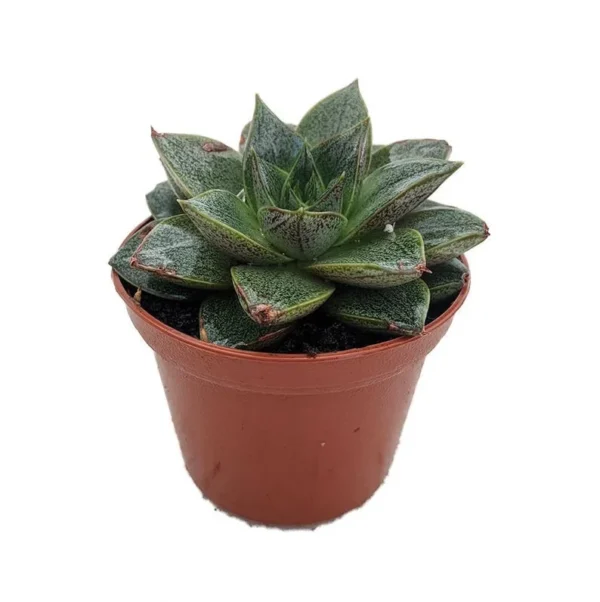 Echeveria Purpureum Succulent - Purple Desert Rose - 2.5 Inch Pot