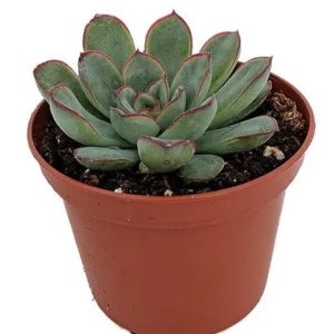 Echeveria pulidonis Red Tipped Desert Rose – 2.5 Inch Pot Live Succulent Plant