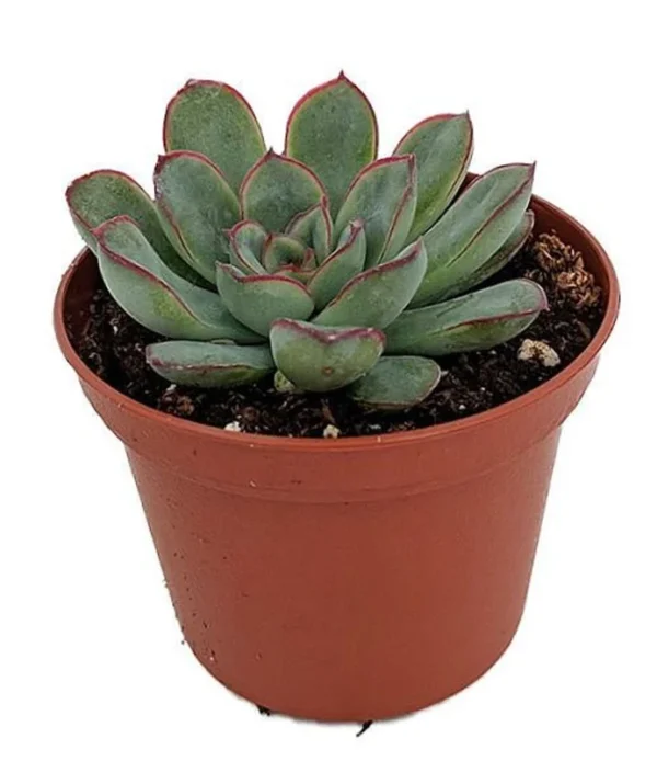 Echeveria pulidonis Red Tipped Desert Rose – 2.5 Inch Pot Live Succulent Plant