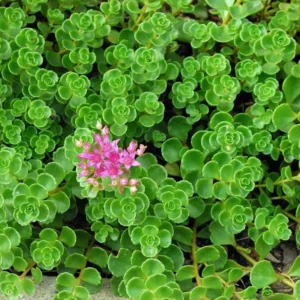 Emerald Green Sedum Spurium Plant - 2.5 Inch Pot Succulent for Fairy Garden