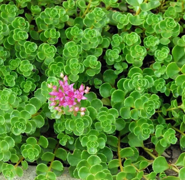 Emerald Green Sedum Spurium Plant - 2.5 Inch Pot Succulent for Fairy Garden