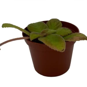 Episcia Belize Flame Violet Plant – Indoor House Plant, 2.5