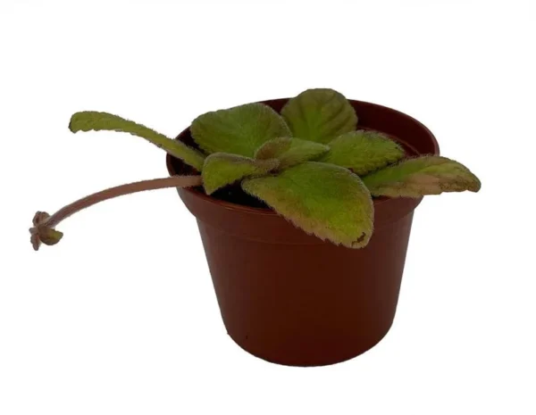 Episcia Belize Flame Violet Plant – Indoor House Plant, 2.5" Pot, Bright Flowers