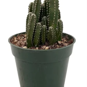 Fairy Castle Cactus - Cereus Cactus Houseplant in 4