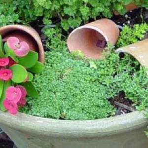 Fairy Elfin Thyme Plant - Mini Groundcover in 2.5" Pot for Fairy Garden