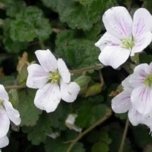 Fairy White Erodium Alpine Geranium – 2.5