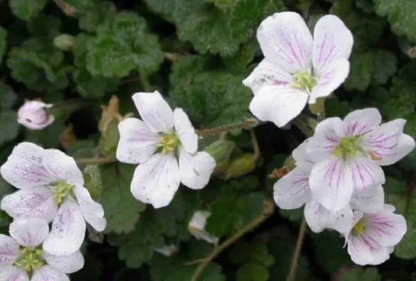 Fairy White Erodium Alpine Geranium – 2.5" Pot, White Blooms, Fairy Garden