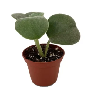 Felted Peperomia incana – Easy-Care Succulent Plant in 2.5" Pot