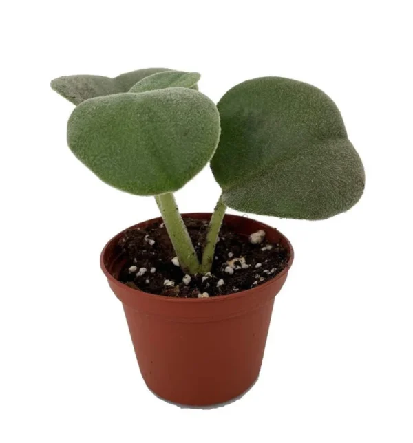 Felted Peperomia incana – Easy-Care Succulent Plant in 2.5" Pot