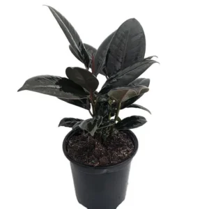 Ficus Burgundy Rubber Tree Plant – 4 Inch Pot – Indoor Decor Houseplant