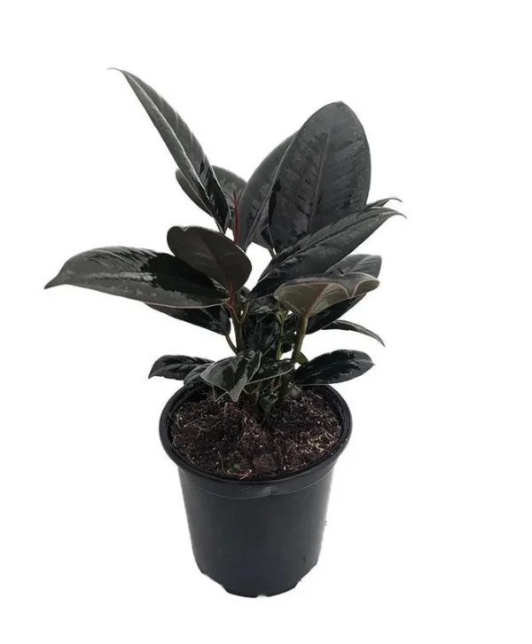 Ficus Burgundy Rubber Tree Plant – 4 Inch Pot – Indoor Decor Houseplant