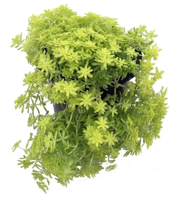 Fine Gold Leaf Stonecrop Succulent - 2.5" Pot, Lime-Green Fairy Garden Plant