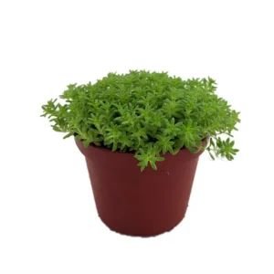 Fine Green Leaf Sedum Stonecrop - 2.5