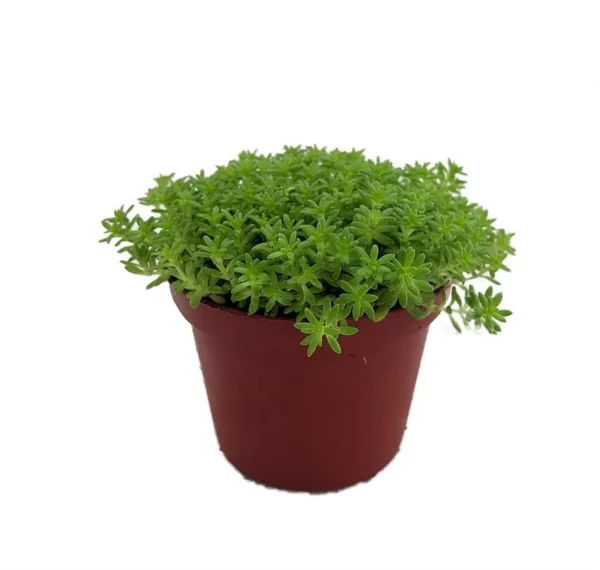 Fine Green Leaf Sedum Stonecrop - 2.5" Pot, Indoor/Outdoor Succulent, Shade-Friendly