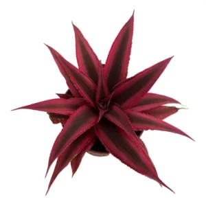 Fire Mystic Red Earth Star Plant Cryptanthus - 2.5