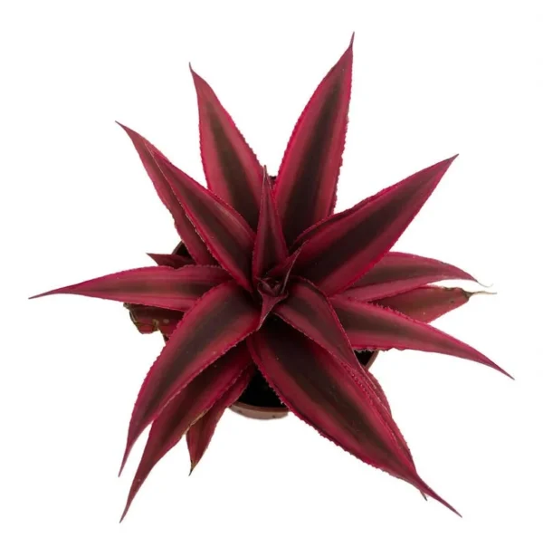 Fire Mystic Red Earth Star Plant Cryptanthus - 2.5" Pot - Easy Indoor Succulent