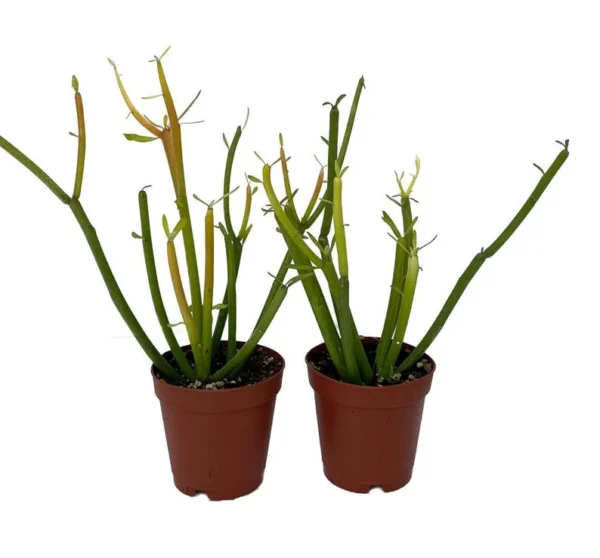 Firesticks Pencil Cactus - Euphorbia Tirucalli - 2 Pack, 2" Pots, Drought-Tolerant Indoor Succulent