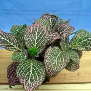 Fittonia Mini Pink Veined Nerve Plant - 2.5