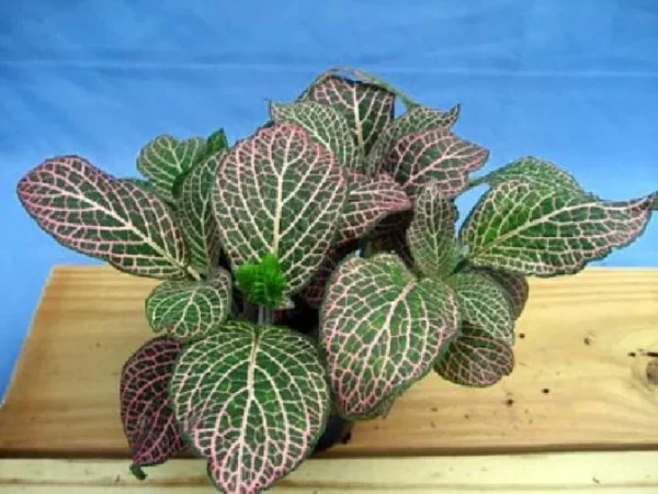 Fittonia Mini Pink Veined Nerve Plant - 2.5" Pot, Easy Indoor Plant