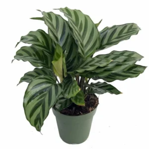 Freddie Peacock Calathea - Tropical Indoor Plant in 4" Pot