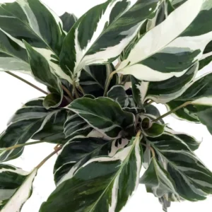 Fusion White Peacock Plant – Calathea House Plant, 4 Inch Pot with Variegated Leaves