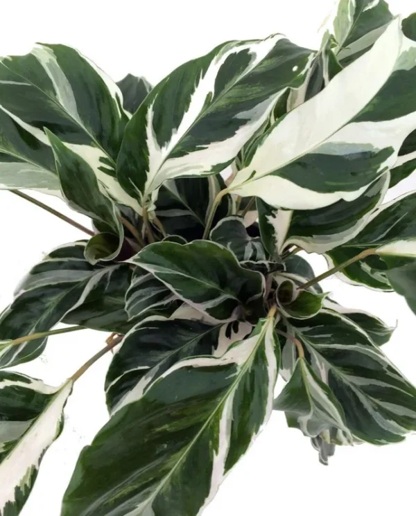 Fusion White Peacock Plant – Calathea House Plant, 4 Inch Pot with Variegated Leaves