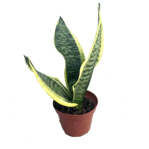 Futura Snake Plant - Sansevieria in 4" Pot | Indoor Air-Purifying Plant