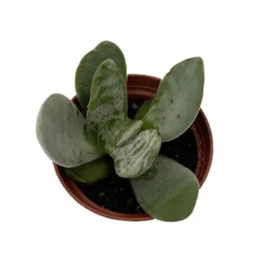 Gandalf Jade Succulent - Crassula Plant in 2.5