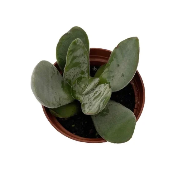 Gandalf Jade Succulent - Crassula Plant in 2.5" Pot – Easy Care Indoor Plant