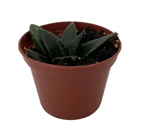 Gasterhaworthia Hybrid Hippo Succulent - 2.5 Inch Pot Live House Plant