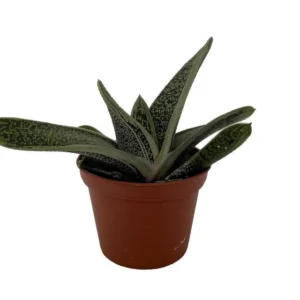 Gasteria Succulent - Little Warty Plant 2.5 Inch Pot - Indoor Easy-Care Succulent