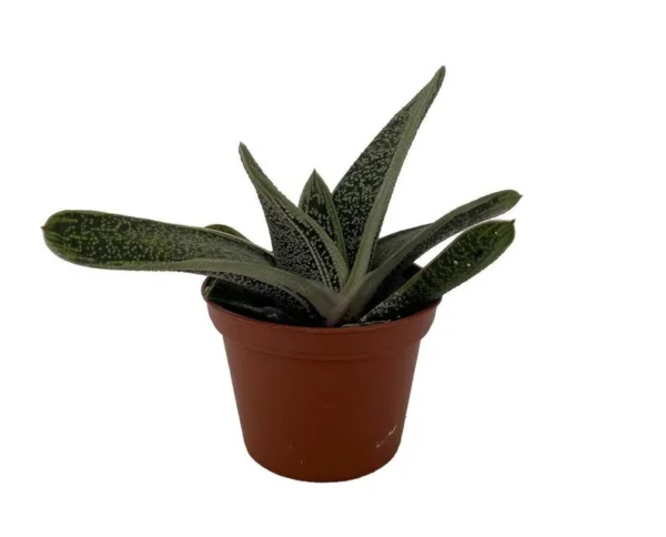 Gasteria Succulent - Little Warty Plant 2.5 Inch Pot - Indoor Easy-Care Succulent