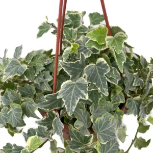 Gertrude Strauss English Ivy Hedera – Indoor Plant 6