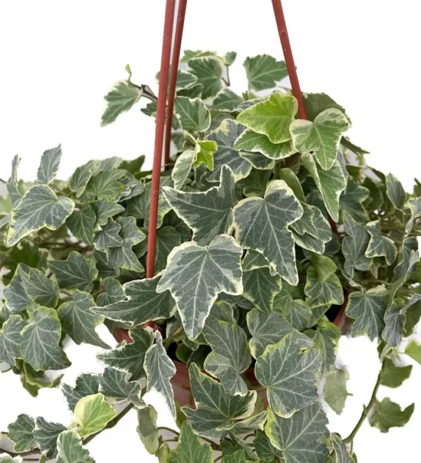 Gertrude Strauss English Ivy Hedera – Indoor Plant 6" Hanging Basket