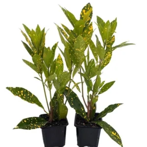 Gold Dust Croton 2-Pack - Colorful Indoor Plant in 3" Pots