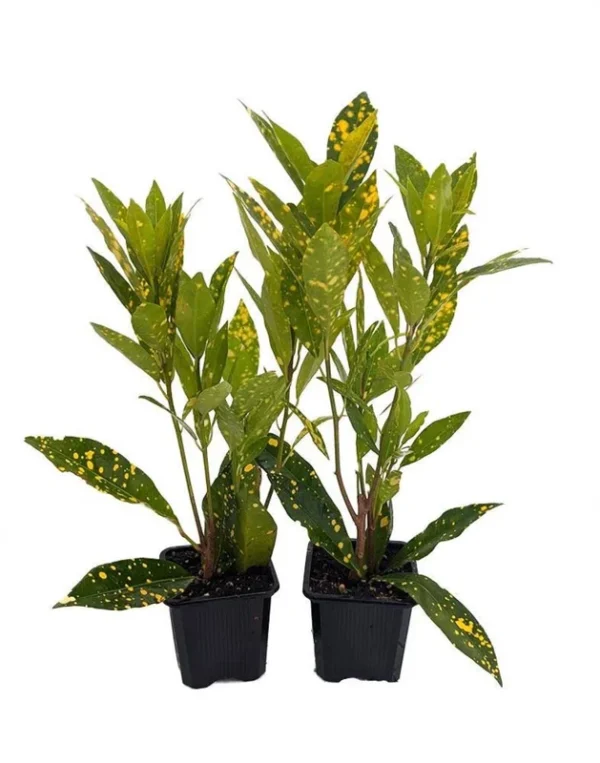 Gold Dust Croton 2-Pack - Colorful Indoor Plant in 3" Pots