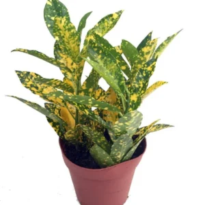 Gold Dust Croton House Plant - 4" Pot - Vibrant Indoor Foliage