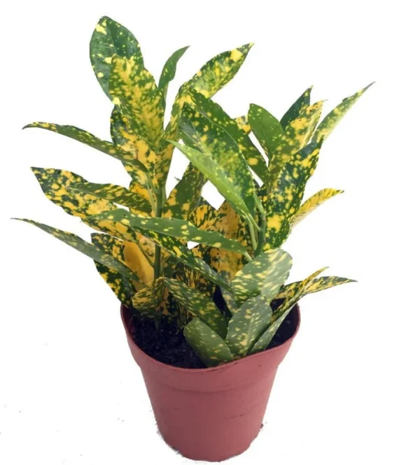 Gold Dust Croton House Plant - 4" Pot - Vibrant Indoor Foliage