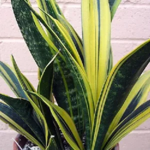 Gold Flame Sansevieria Snake Plant - Indoor Air-Purifying Plant - 4